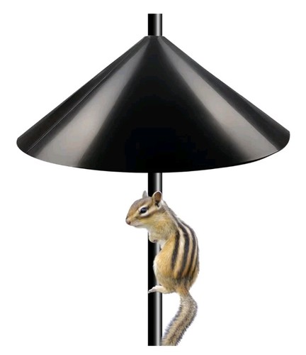 Inch wide black - black, squirrel